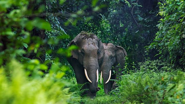 「アジアゾウ」インド, 西ベンガル州