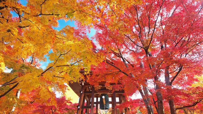 紅葉の智積院鐘楼堂, 京都