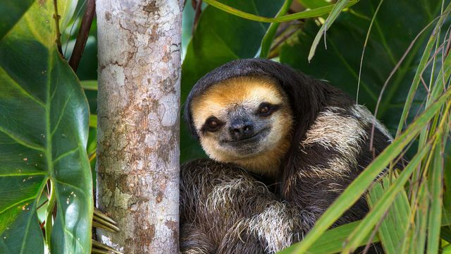 「ノドジロミユビナマケモノ」ガイアナ共和国, エセキボ川流域