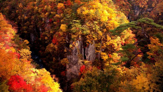 「鳴子峡の紅葉」宮城, 大崎市