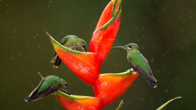 ミドリボウシテリハチドリ, コスタリカ