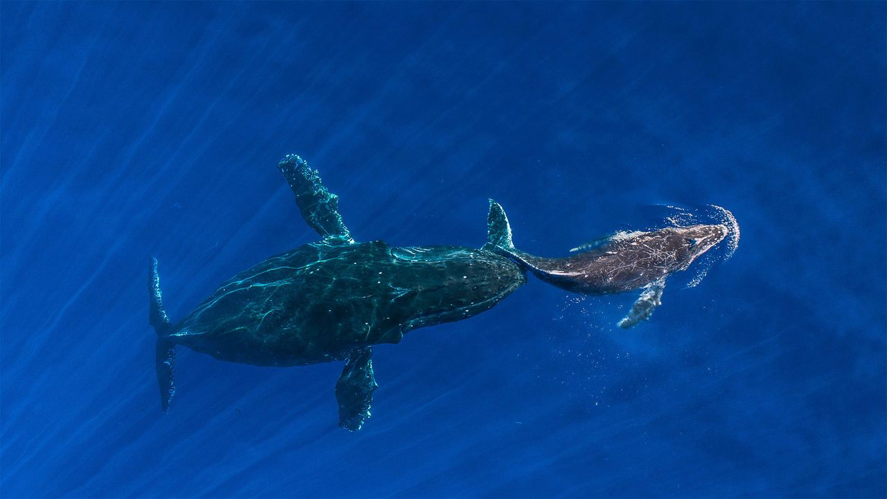 ｢ザトウクジラの親子｣ハワイ, マウイ島