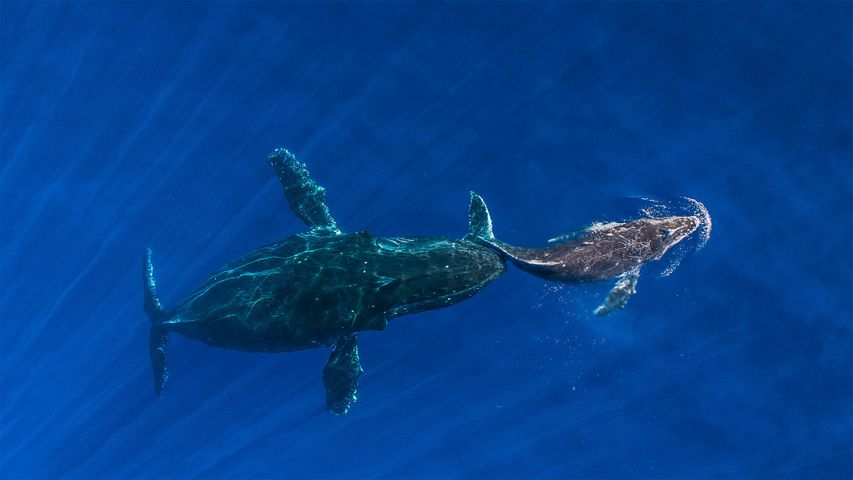 ｢ザトウクジラの親子｣ハワイ, マウイ島