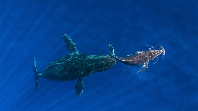 「ザトウクジラの親子」ハワイ, マウイ島