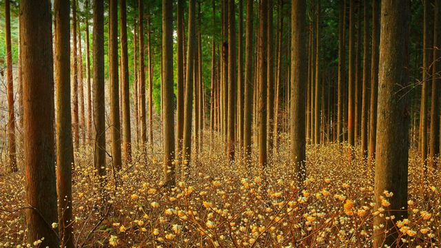 ミツマタ群生地, 岩手