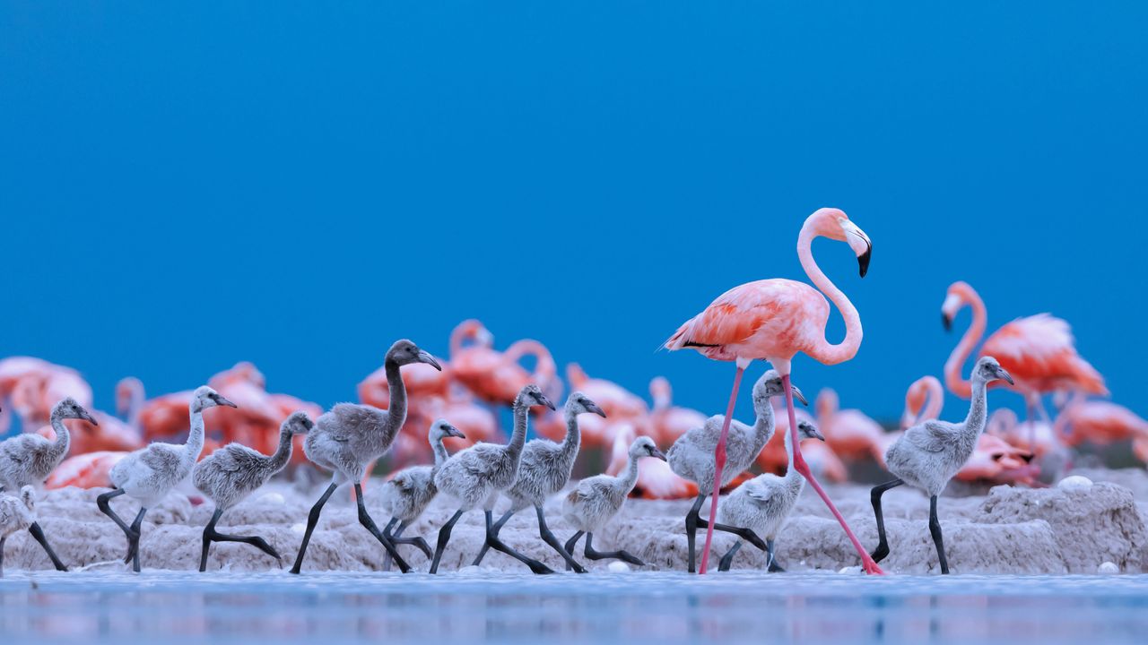 ユカタン半島のベニイロフラミンゴの親子, メキシコ