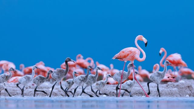 ユカタン半島のベニイロフラミンゴの親子, メキシコ