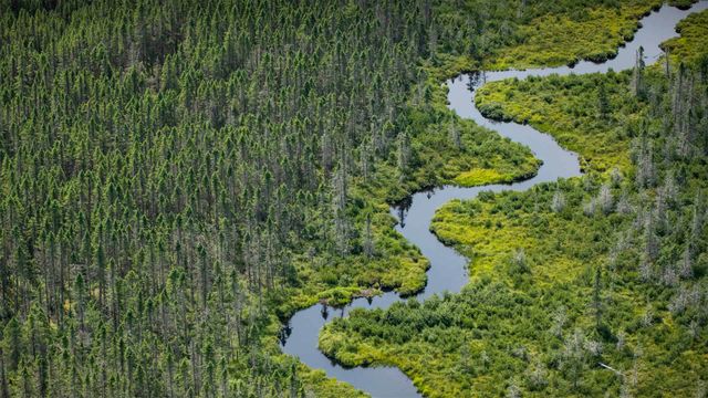 「ムースヘッド湖そばの湿地」米国, メイン州