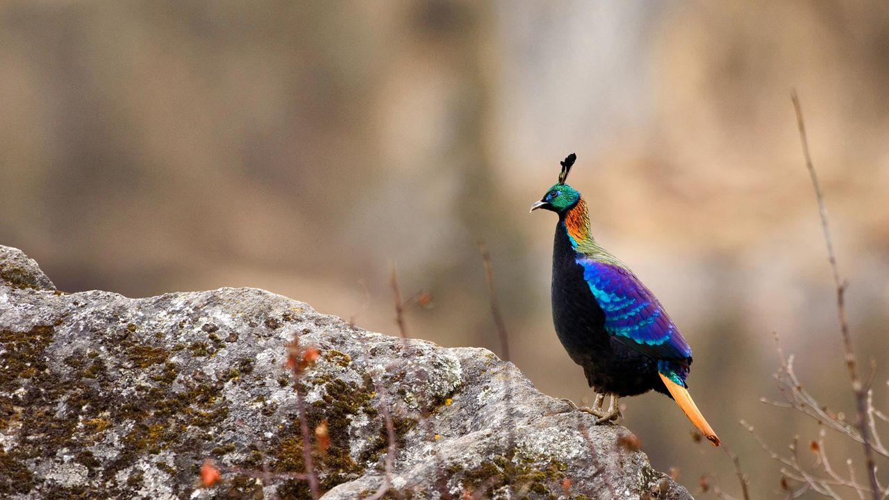 ニジキジのオス｣ネパール, サガルマータ国立公園 ・ Bing