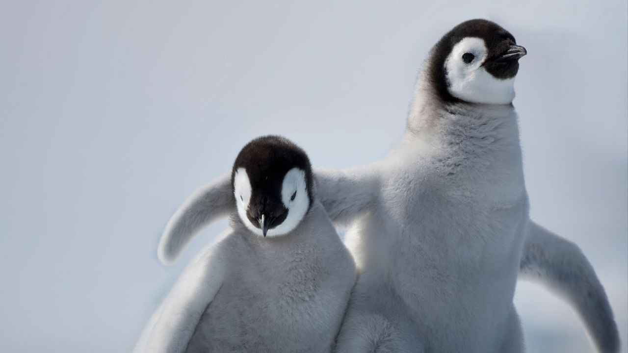 ペンギンの赤ちゃん【新品】アナスイ　リング　指輪　LLサイズ　皇帝ペンギン　海 皇帝ペンギン 赤ちゃん ぬいぐるみ ヒナ A-SHOW 栄商 Sucre
