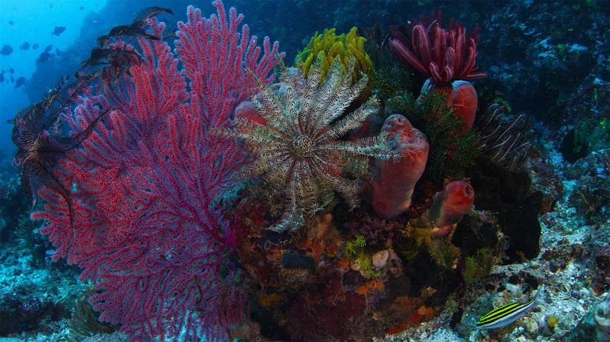 ｢サンゴとウミシダ｣インドネシア, コモド国立公園