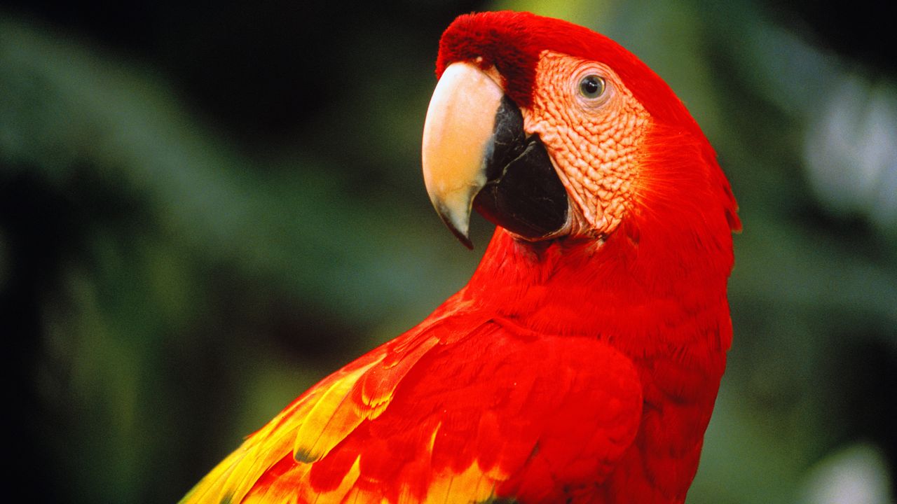鮮やかなコンゴウインコ, コスタリカ