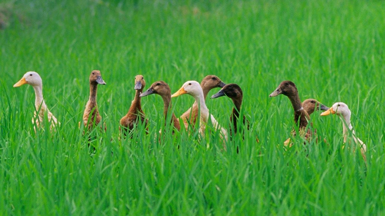｢アヒルの群れ｣インドネシア, バリ島, ウブド