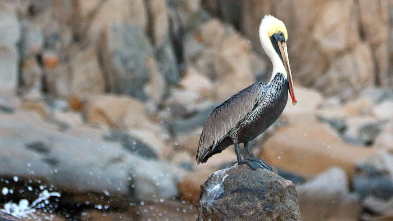 カッショクペリカン, メキシコ沿岸
