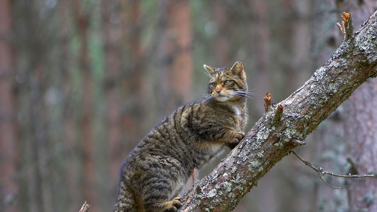 ｢スコティッシュ・ワイルドキャット｣イギリス, スコットランド