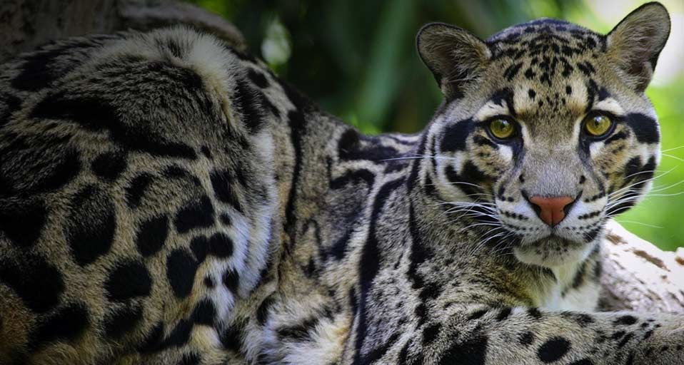 ｢ウンピョウ｣