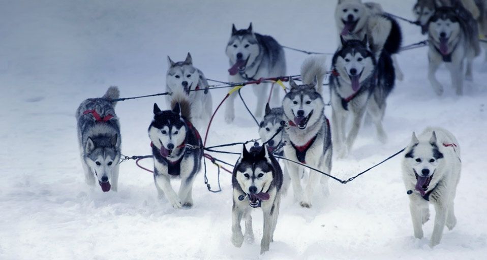 ｢アイディタロッド犬ぞりレース｣アラスカ