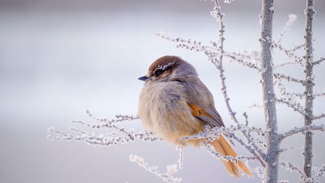 「冬のアカオカケス」ロシア, シベリア