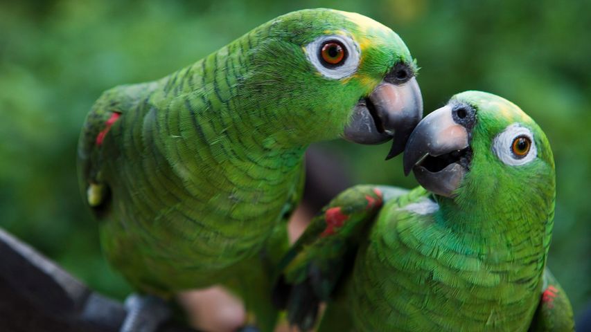 2 羽のボウシインコ