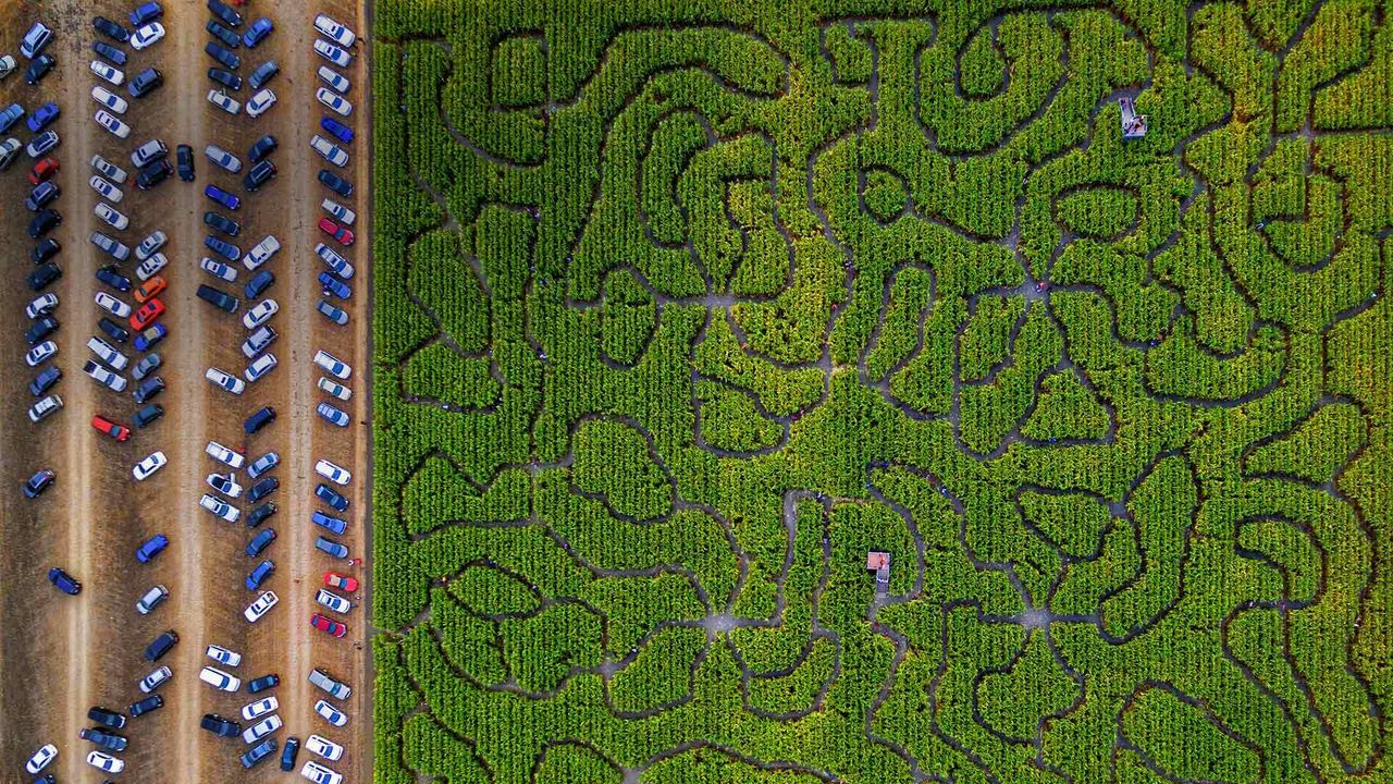 ｢コーンメイズ｣米国カリフォルニア州, ペタルーマ
