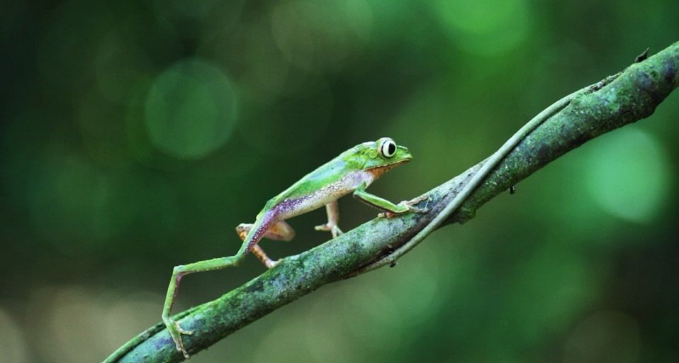 ｢ネコメガエル｣ペルー, マヌー国立公園