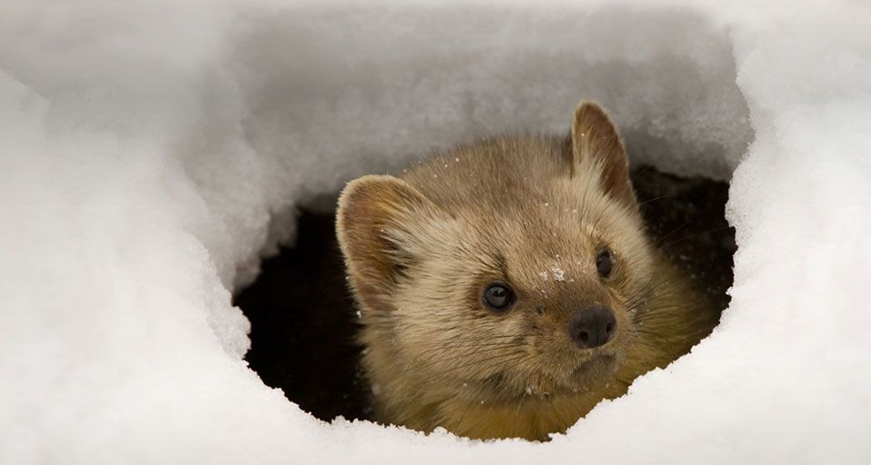 ｢雪穴のマツテン｣