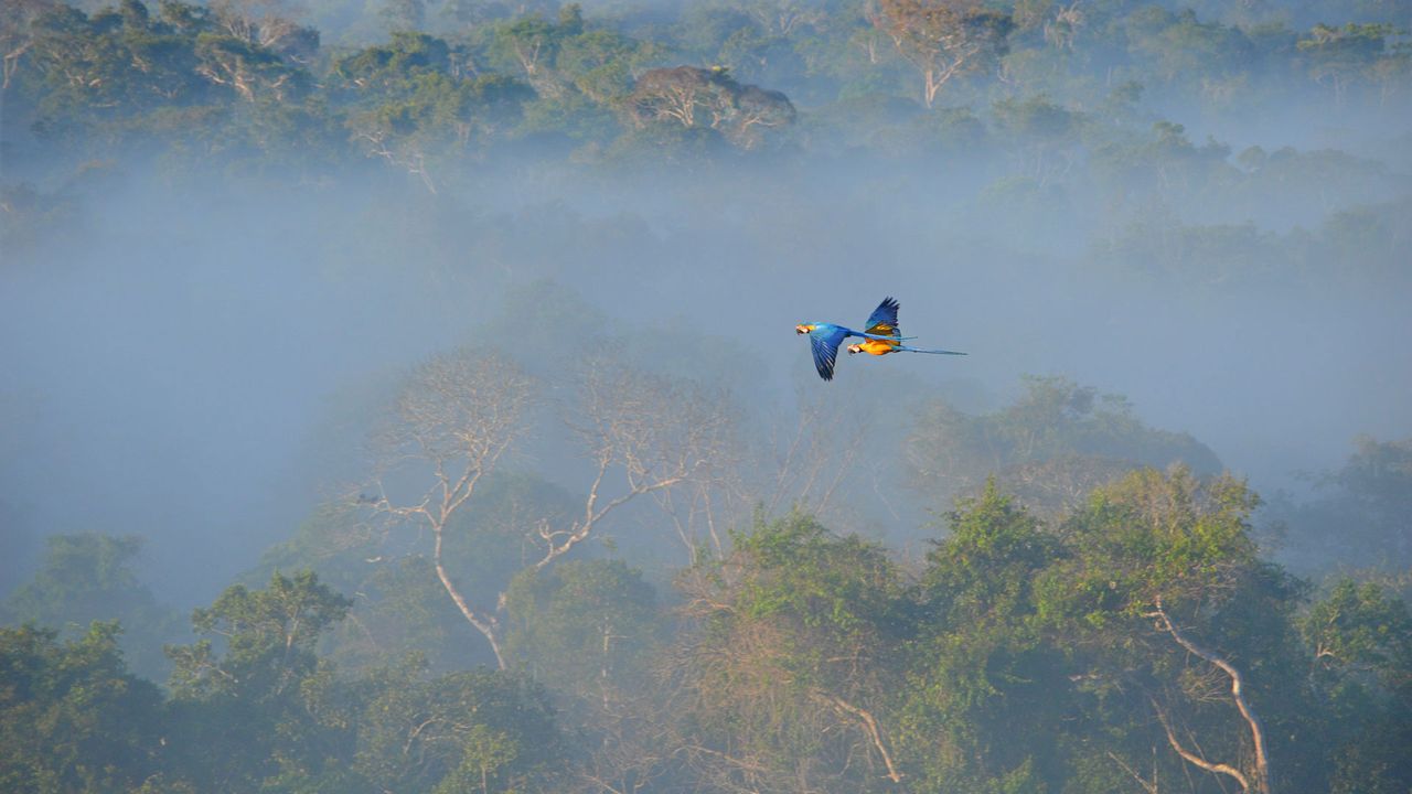｢アマゾン上空を飛ぶルリコンゴウインコ｣ブラジル 