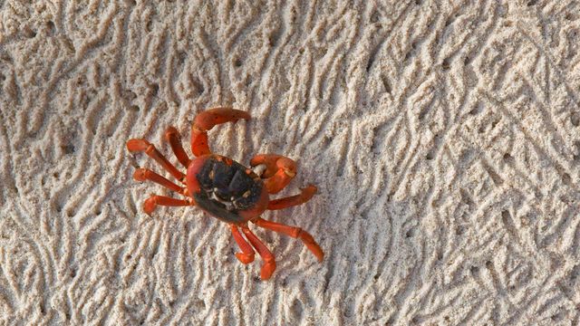 「クリスマスアカガニ」オーストラリア, クリスマス島