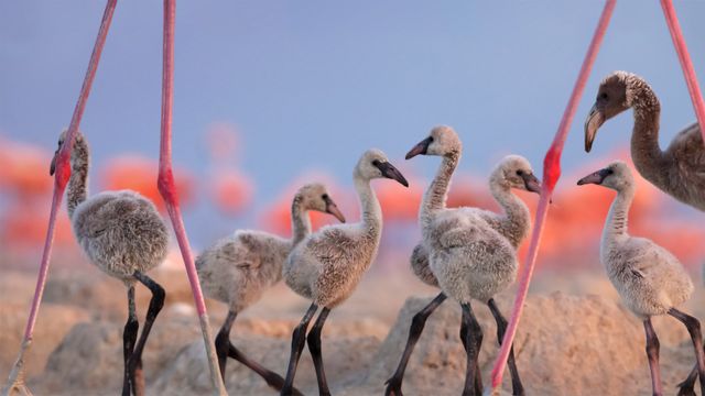 「ベニイロフラミンゴのヒナたち」メキシコ, ユカタン半島