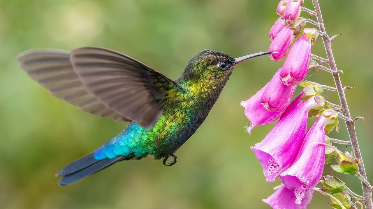 蜜を吸うハチドリ, コスタリカ