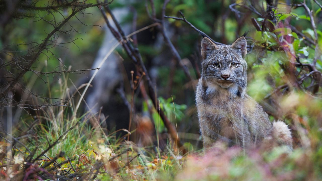 ｢カナダオオヤマネコ｣米国アラスカ, デナリ国立公園 
