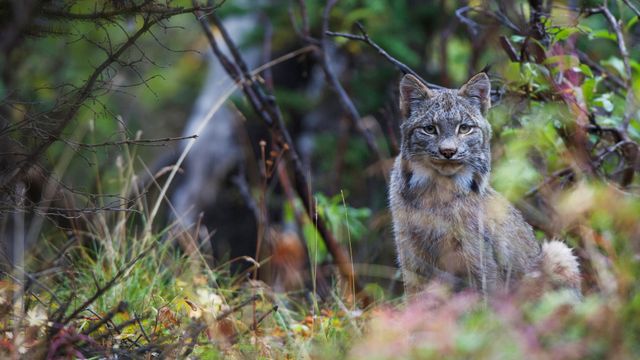 「カナダオオヤマネコ」米国アラスカ, デナリ国立公園