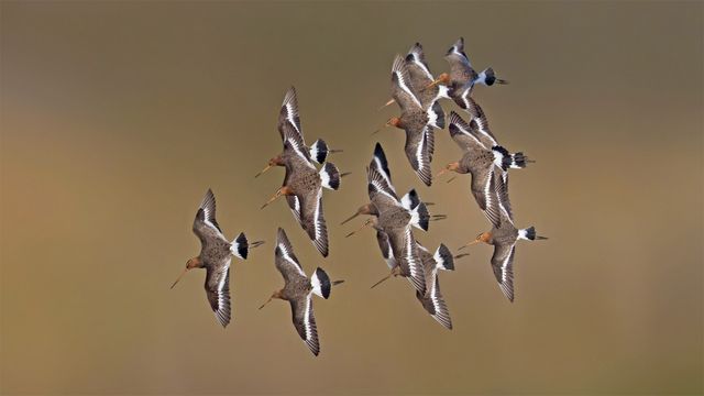 ｢オグロシギ｣オランダ