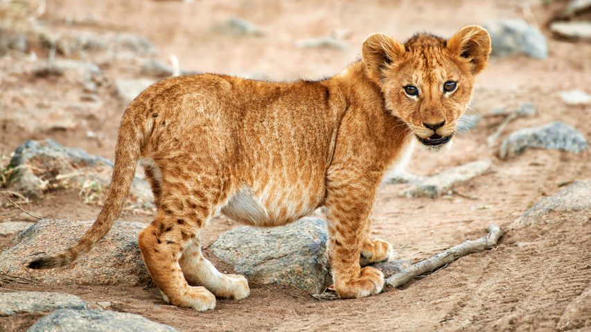 キングサイズの子猫
