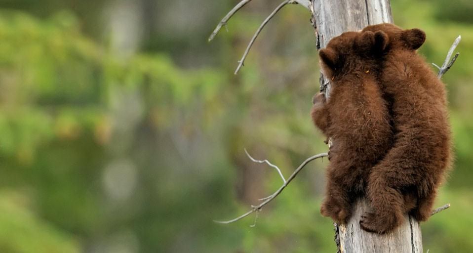 ｢アメリカグマの兄弟｣カナダ, アルバータ州, ジャスパー国立公園