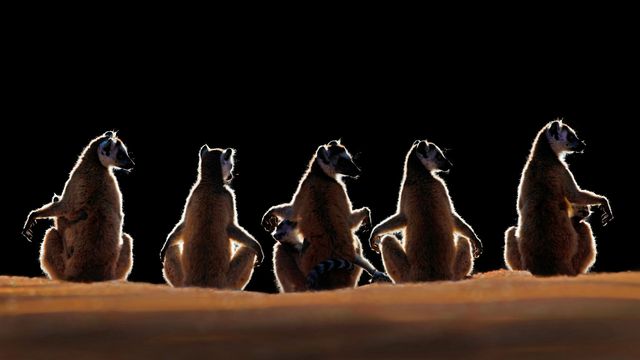 ｢ワオキツネザル｣マダガスカル, ベレンティー私設保護区 