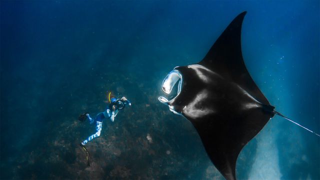 ｢ニンガルー沖のマンタとカメラマン｣オーストラリア