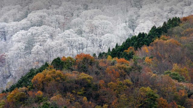 ｢雪と紅葉｣徳島
