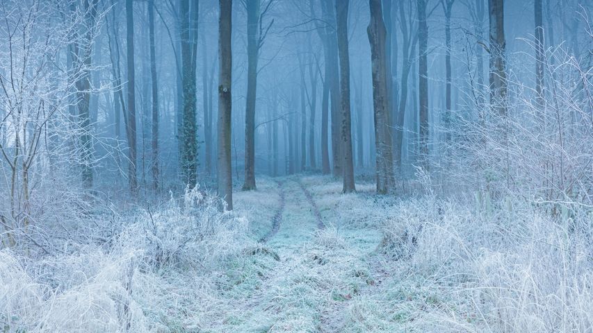 霜の並木道, イギリス ドーセット