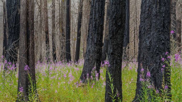 「木立の中のヤナギラン」米国ワシントン州, ノース・カスケード国立公園