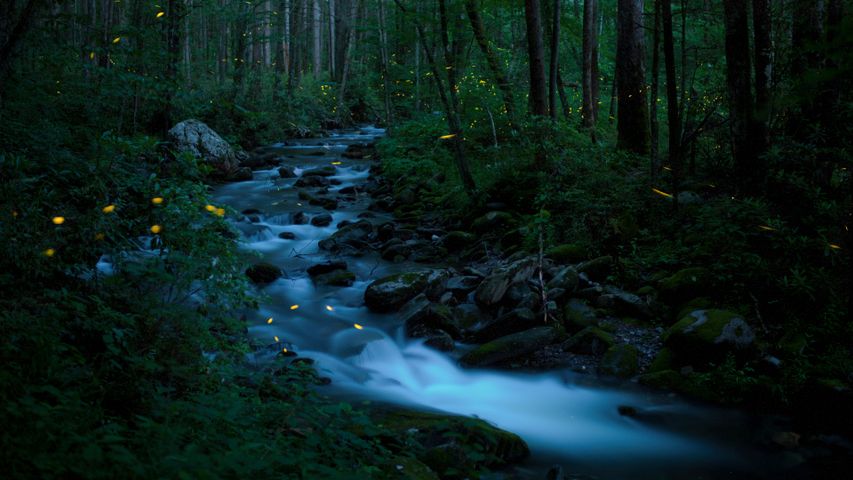 グレート・スモーキー山脈国立公園の森に舞う蛍, 米国 テネシー州