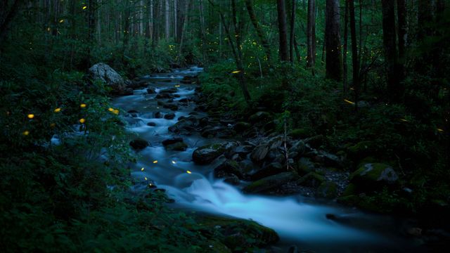 グレート・スモーキー山脈国立公園の森に舞う蛍, 米国 テネシー州