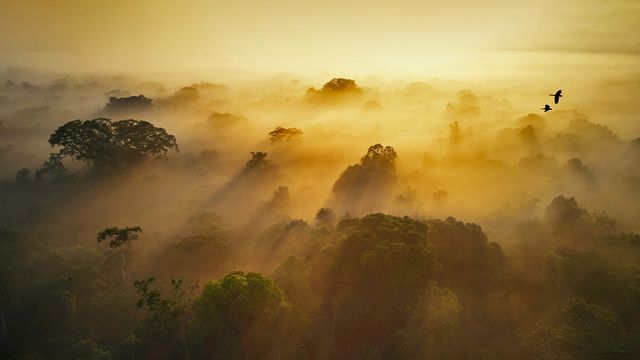 ヤスニ生物圏保護区, エクアドル