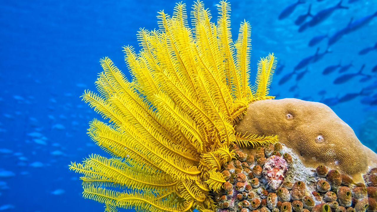 海底の低木, オーストラリア グレートバリアリーフ