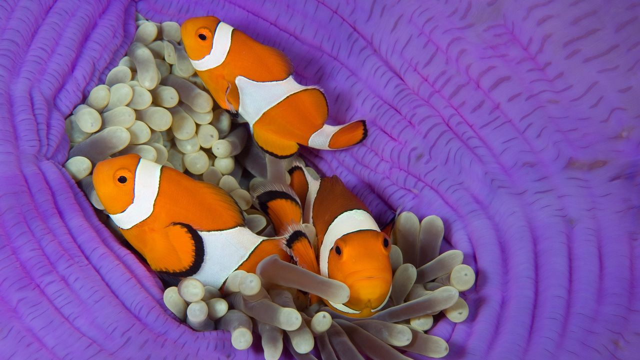 カクレクマノミ, フィリピン