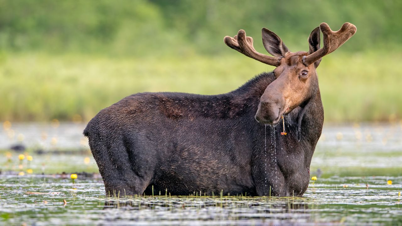 水草を食べるヘラジカ, カナダ