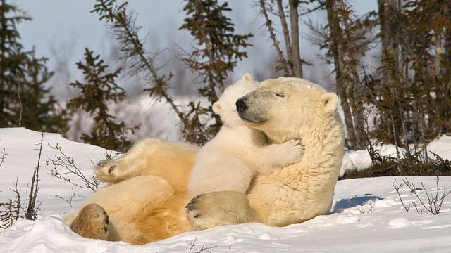 寄り添うホッキョクグマの親子, カナダ マニトバ州