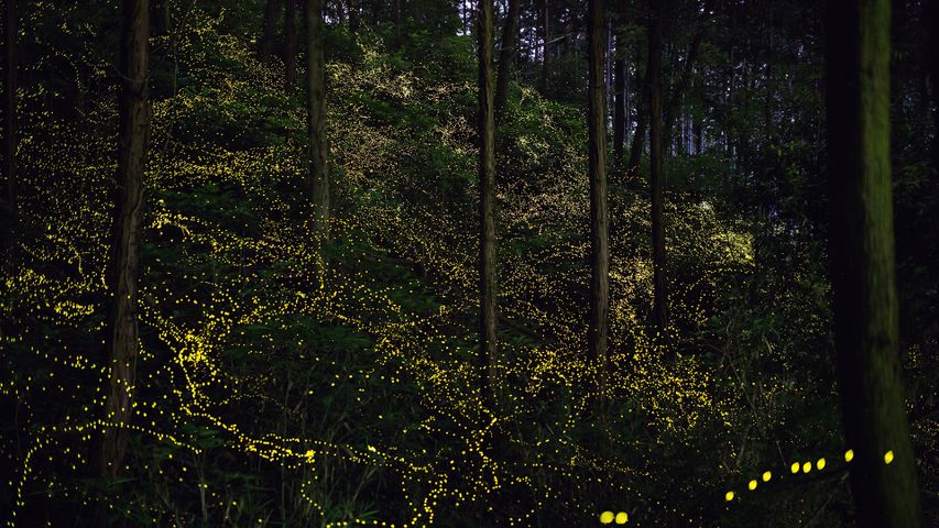 森の中で輝く蛍たち
