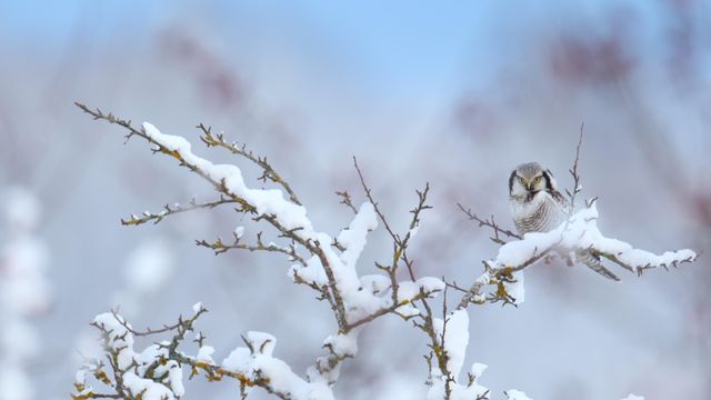 枝にとまるオナガフクロウ