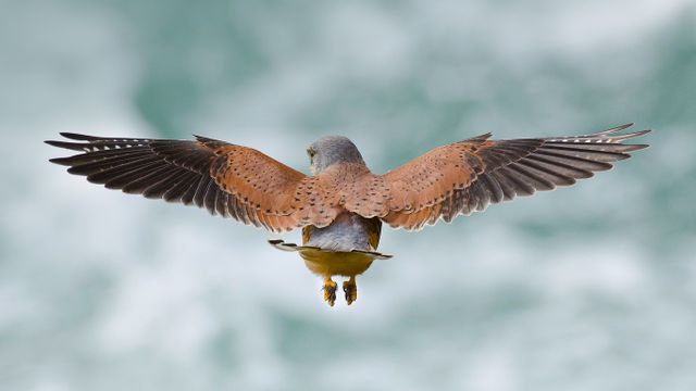 「チョウゲンボウ」